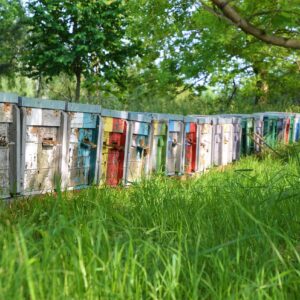 Beekeeping & Honey Production