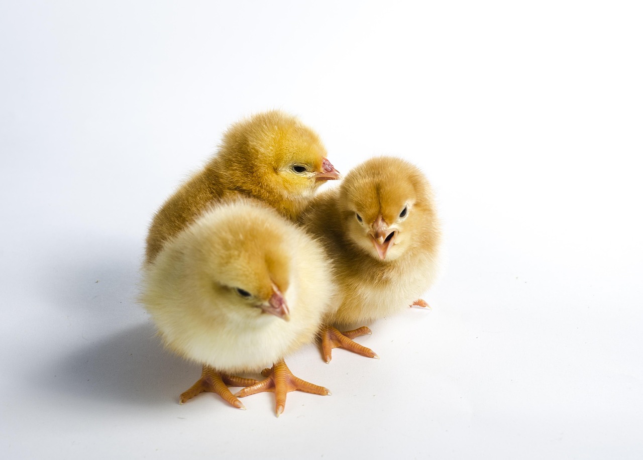 Day-Old Chicks (Broilers) - Image 3